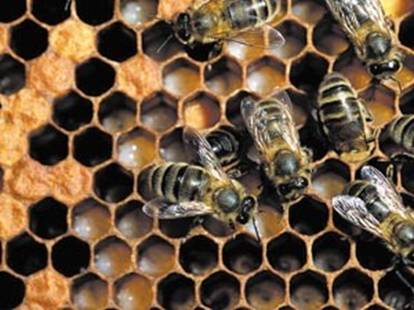 Méhek betegségei és tünetei