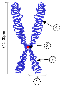 1. bra: Kromoszma. (1) Kromatid. A kromoszma kt azonos rsznek egyike az S fzis utn. (2) Centromer. Az a pont, ahol a kt kromoszma kapcsoldik. (3) Rvid kar (4) Hossz kar.