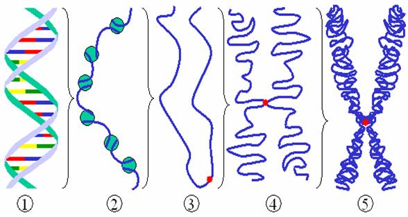 2. bra: DNS kondenzci szintjei (1) DNS szl (2) Kromatin szl (DNS hisztonokkal). (3) Kromatin interfzis alatt centromr. (4) Kondenz kromatin profzis alatt. (5) Kromoszma metafzis alatt.