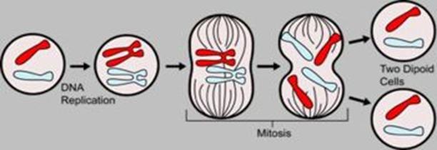 A mitzis a sejtosztds sorn kettosztja a genetikai informcit is.