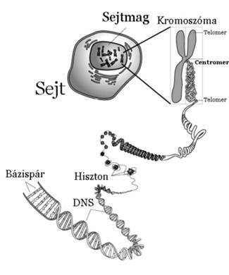 A sejttõl a bázisokig. A sejtmagban lévõ kromoszóma a kettõs hélix DNS-t tartalmazza hisztonfehérjékkel becsomagolt, így jelentõsen tömörített formában.