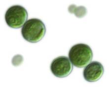 Chlorella Vulgaris