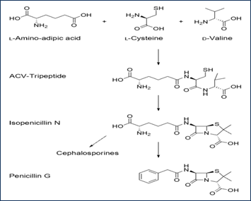 C:\Documents and Settings\Virg\Asztal\info\penicilin-5.png